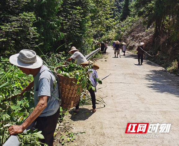 尖岩村村民顶着烈日正在砍青.