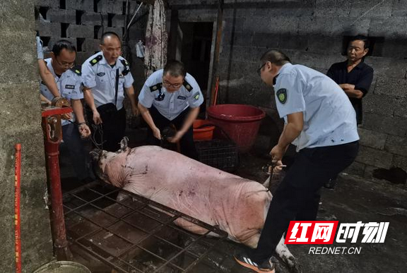 滕勇 鲁为)为切实加强生猪产品质量安全监管,规范吉首市生猪屠宰和