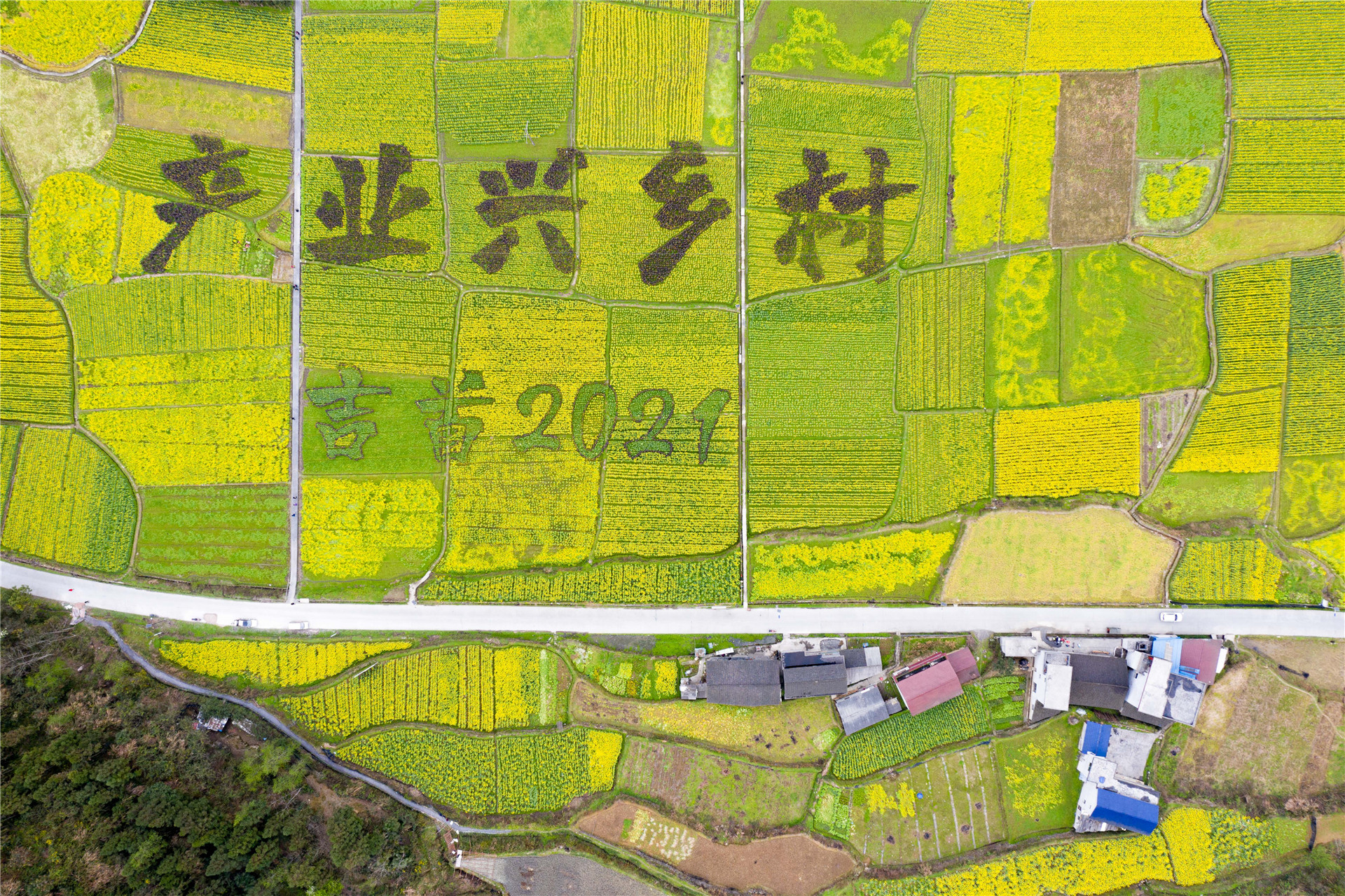 油菜花田里绘制了巨幅"产业兴乡村"字样,美不胜收
