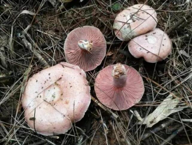 湖南9县市区被划为野生蘑菇中毒高风险区看清楚不要采不能吃