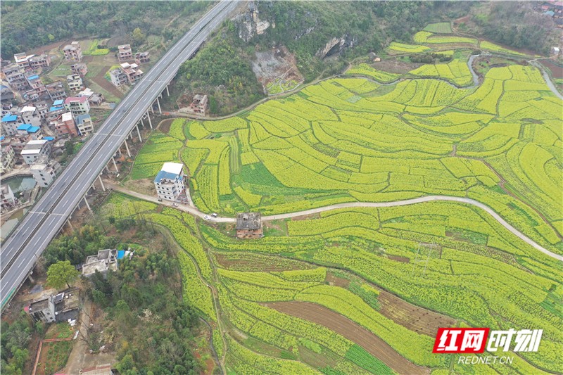 3月7日,湖南省永州市道县仙子脚镇下坝洞村,千亩油菜花竞相绽放,呈现