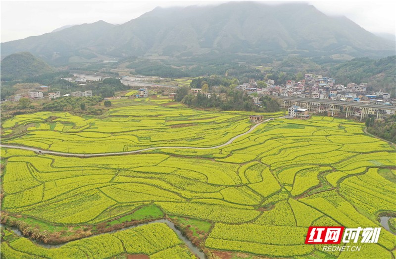 3月7日,湖南省永州市道县仙子脚镇下坝洞村,千亩油菜花竞相绽放,呈现