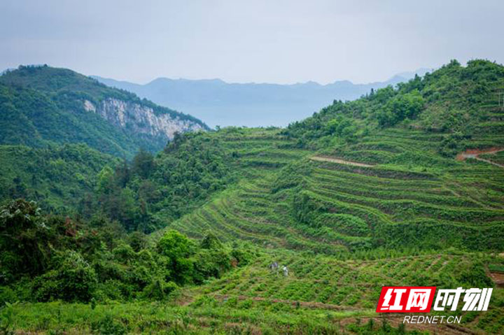 产业强镇茅岩河