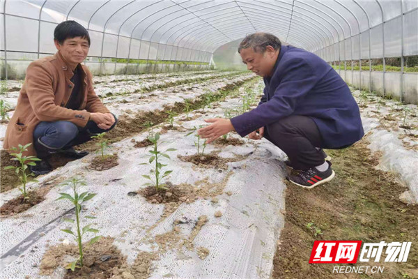 杨建友指导醴陵玻璃椒田间管理.