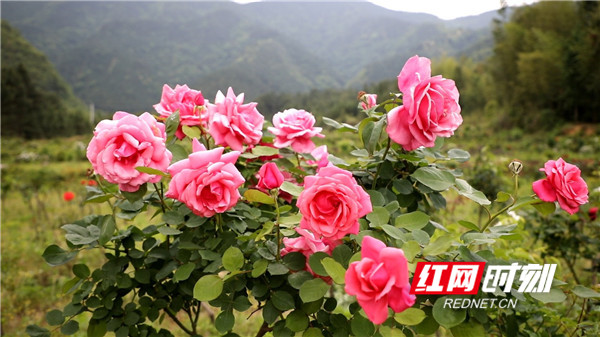 蒋军君)近日,永州市新田县骥村镇肥源村的苗圃内,多彩缤纷的月季花