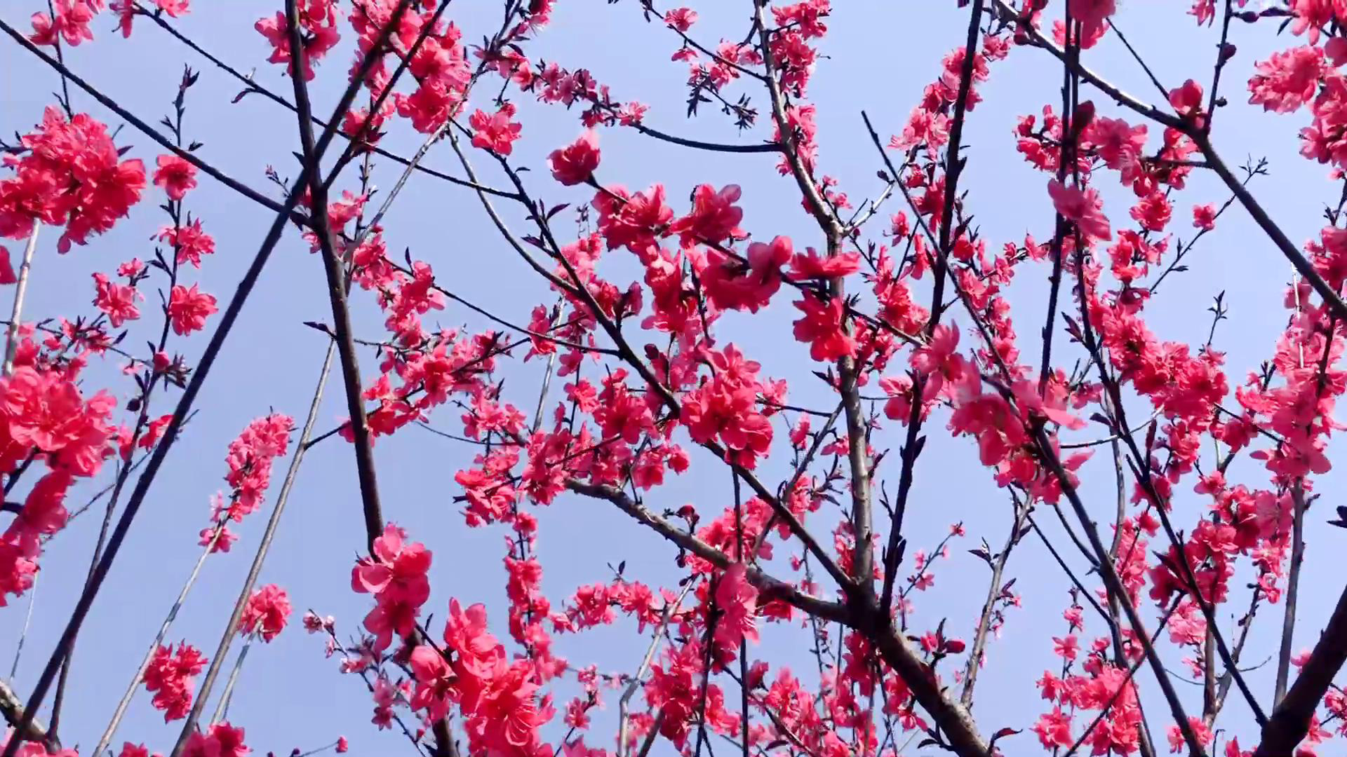 湘潭县梅林桥村桃花谷三月春风吹桃花惹人醉