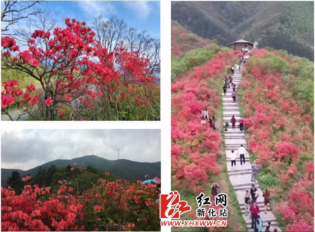 新化大熊山景区:"文明之花"与杜鹃花竞相争艳