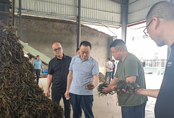 品控溯源 ‌理想华莱生产管理团队深入一线调研原料供应链