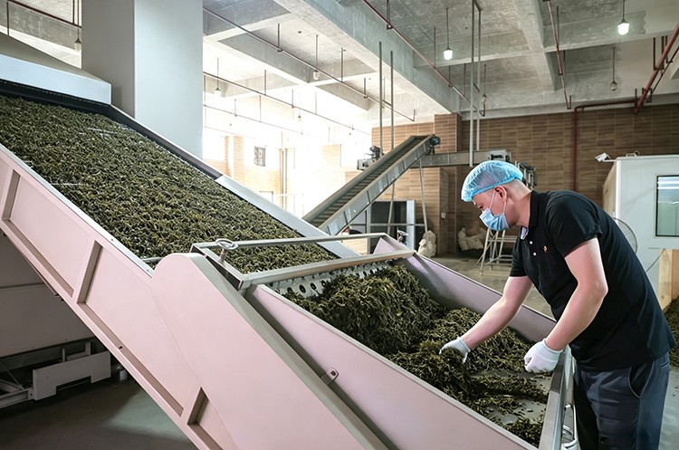 茶叶机器翻新-(6).jpg