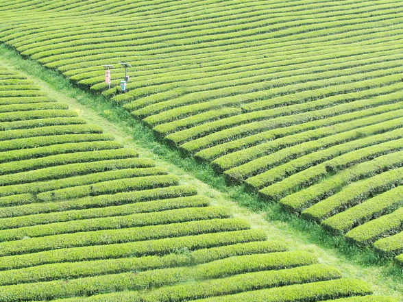 理想华莱：以生态茶园为笔，绘就黑茶产业高质量发展新画卷