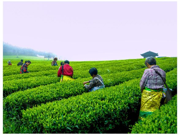匠心守护本味好茶 江南茶园春日采茶记