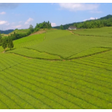 石门：实施“五彩湘茶”项目，推进茶产业高质量发展