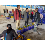 石门县开展柑橘销售督察行动