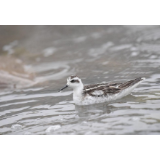 壶瓶山鸟类再添新成员