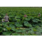 石门双龙粮油合作社种植湘莲获得丰收