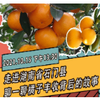直播预告｜走进湖南省石门县，聊一聊橘子丰收背后的故事