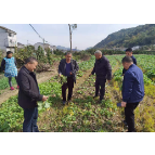 新铺镇：加强田间管理指导 保障冬季油菜安全生产