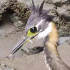 壶瓶山：首次发现国家一级保护动物—海南鳽