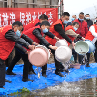 石门：310万尾鱼苗“安家”渫水河