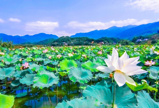 石门：万亩荷花醉人眼  助力振兴好答卷