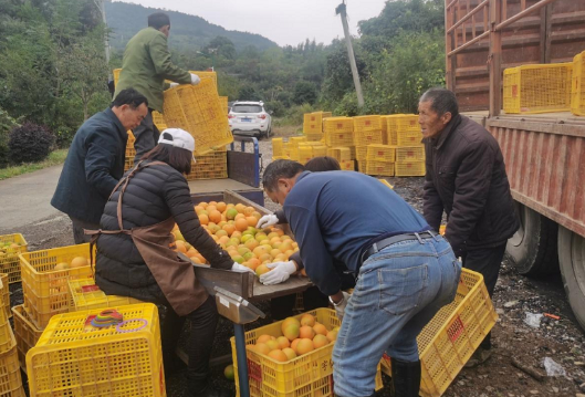 石门新铺镇：脐橙迎丰收 香飘致富路