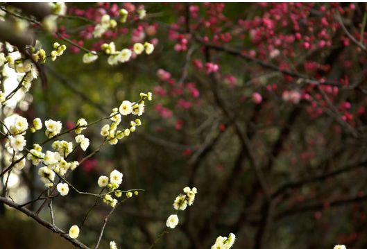 石门：梅花争春早 蜜蜂戏蕊忙