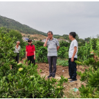石门成为全省柑橘品改示范县