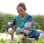 广播消息：力量奶奶6年复垦15亩抛荒地