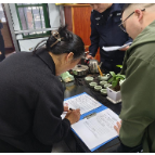 壶瓶山镇：清明前后采茶忙 安全生产不能忘