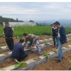 磨市镇:做好烟叶生产病虫害综合防治