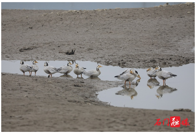 鸟界“王牌飞行员”斑头雁打卡常德石门