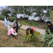 楚江街道：铲除“生态杀手”加拿大一枝黄花，维护生态平衡