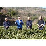 我县召开2024年茶叶产业工作会议