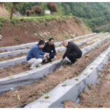新铺镇:专家“问诊”忙 烟苗长势旺