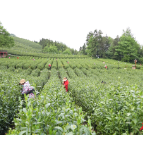 千年茶乡添新誉!石门县成功入选“2025年度茶业重点县域”