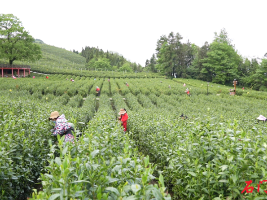 千年茶乡添新誉！石门县成功入选“2025年度茶业重点县域”