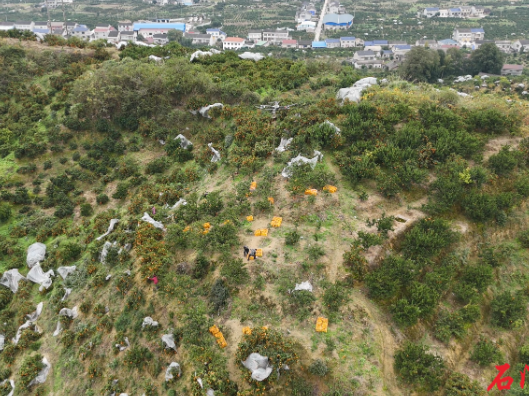 石门：柑橘出山，“新品”续力！“甜蜜经济”跑出加速度