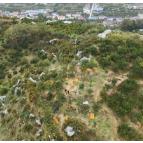 石门：柑橘出山，“新品”续力！“甜蜜经济”跑出加速度