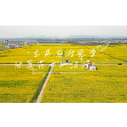 常德市石门县：万亩油菜花编织金色的海，邂逅一整个春天