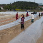 石门：破解白色污染！60吨"神奇地膜"免费发放助春耕