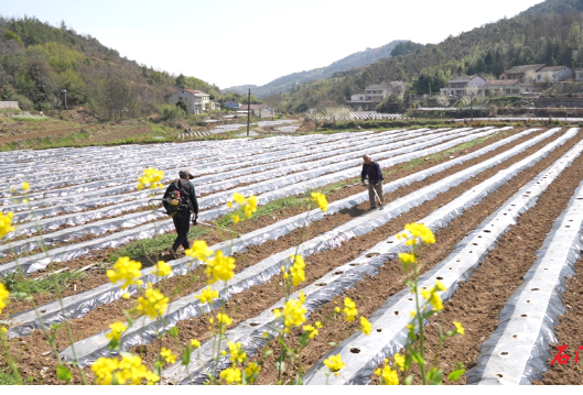 石门：“黄金叶”铺就振兴路 烟苗移栽正当时