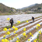 石门：“黄金叶”铺就振兴路 烟苗移栽正当时