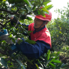石门：柑橘剪枝竞技忙  丰产有保障