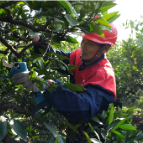 石门：剪枝竞技 橘匠比武