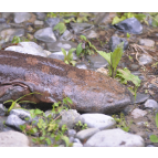 国家二级保护动物野生大鲵在石门壶瓶山获救助