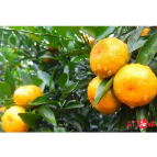 品牌价值突破32.97亿！石门柑橘凭什么？