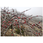 石门县多地现冻雨冰凝雾锁需警惕