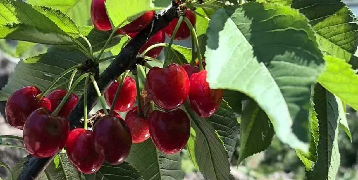 农业局1.png 农业局1.png