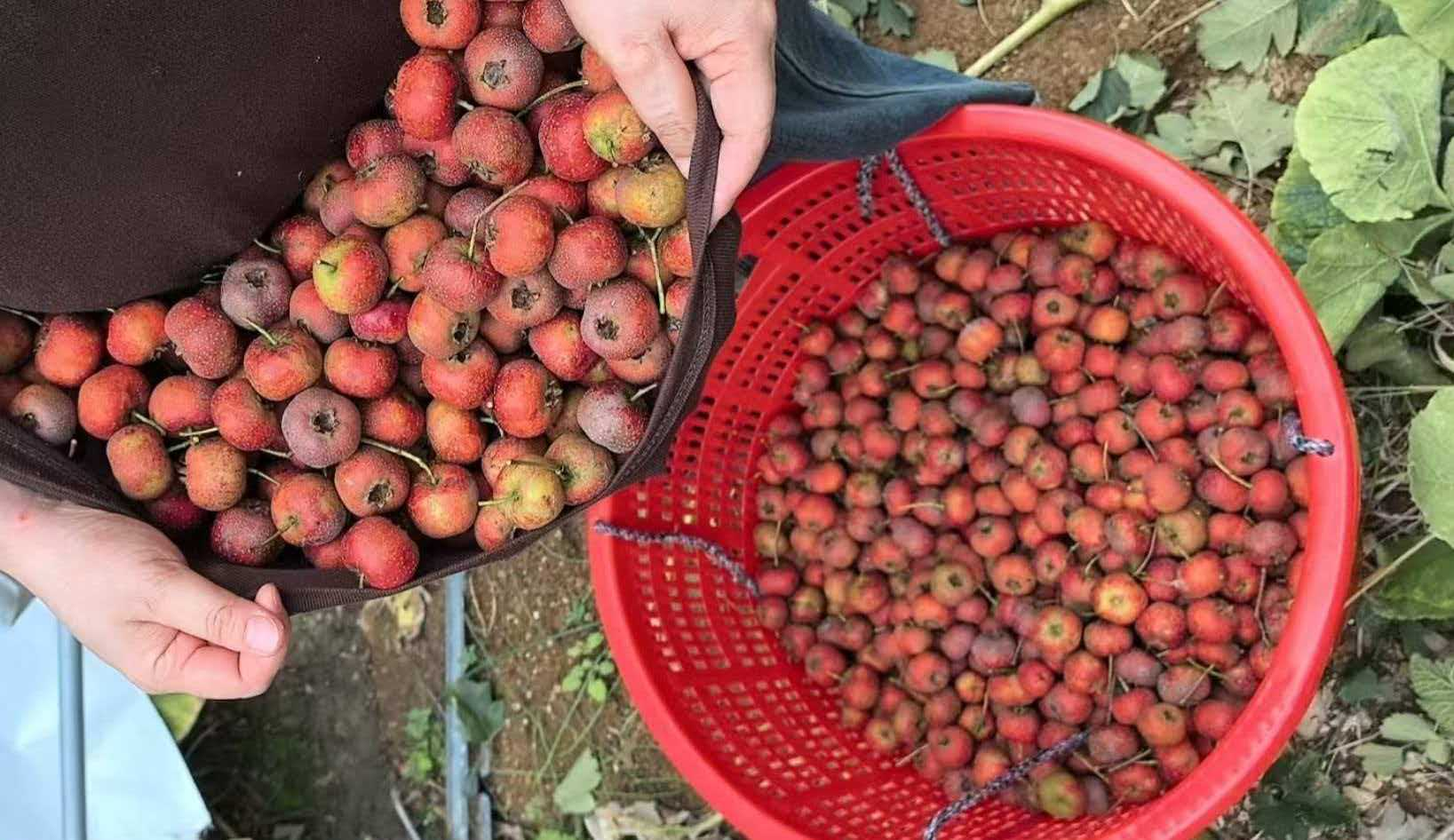 农业局3.png 农业局3.png