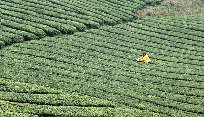 罗坪3.png 罗坪3.png